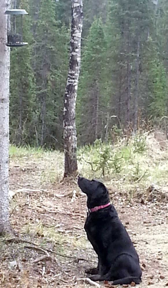 Mike McKinley of Sterling shared this photo of Brimley, a Labrador retreiver, guarding the bird feeder from the squirrel. He writes, "She's patient until the squirrel gets about four feet away, then she can't stand it and has to move. Squirrel, of course, never gets caught ..."