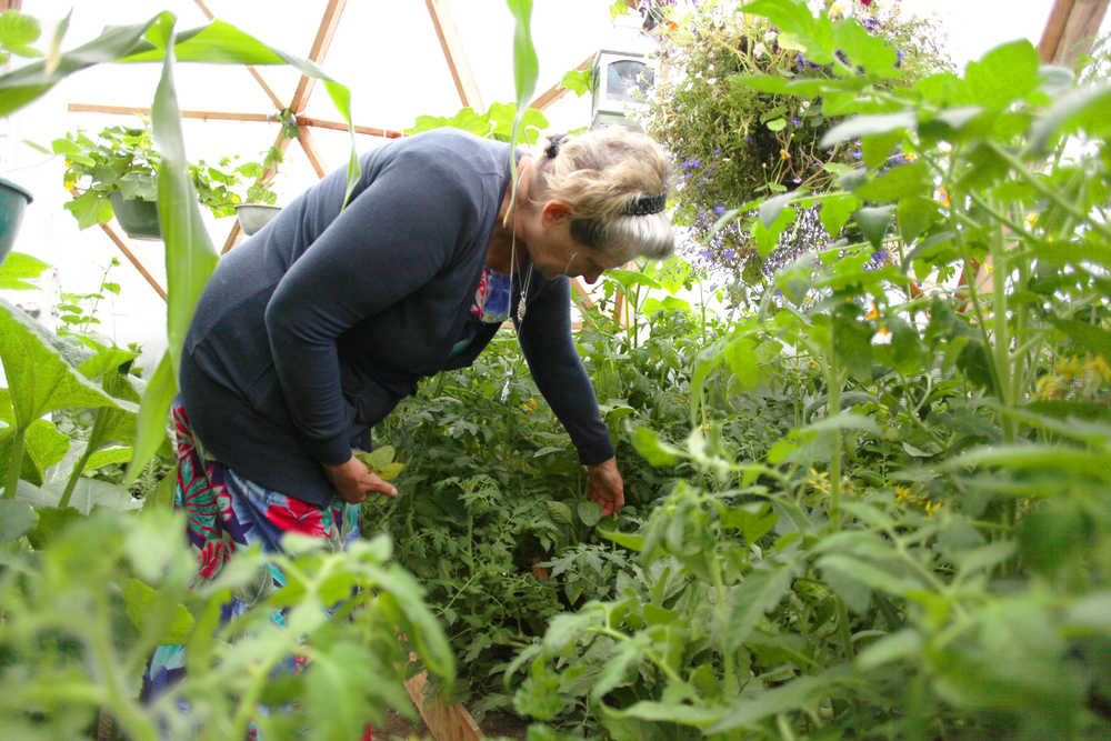Photo by Kelly Sullivan/ Peninsula Clarion Lark Ticen sifts through tomato vines looking for ripe fruit Monday, July 6, 2015, inside her arctic dome in Kenai, Alaska. She said she has been eating out of her "little, big" garden for 2.5 months. The corn she plans to harvest in August was taller then her own height, much more than the "knee-high by the fourth of July," requirement corn growers in the Lower 48 believe the stalks have to be to know if a good crop will come in during the season.