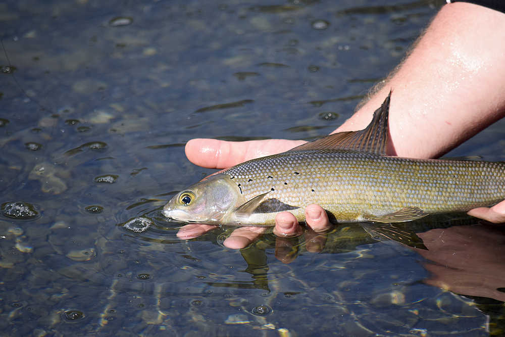 Photo by Rashah McChesney/Peninsula Clarion  A freshly caught grayling on Crescent Lake on June 16, 2015 in the Kenai Mountains. Guides say that has the lake water heats up, so does the grayling fishing.