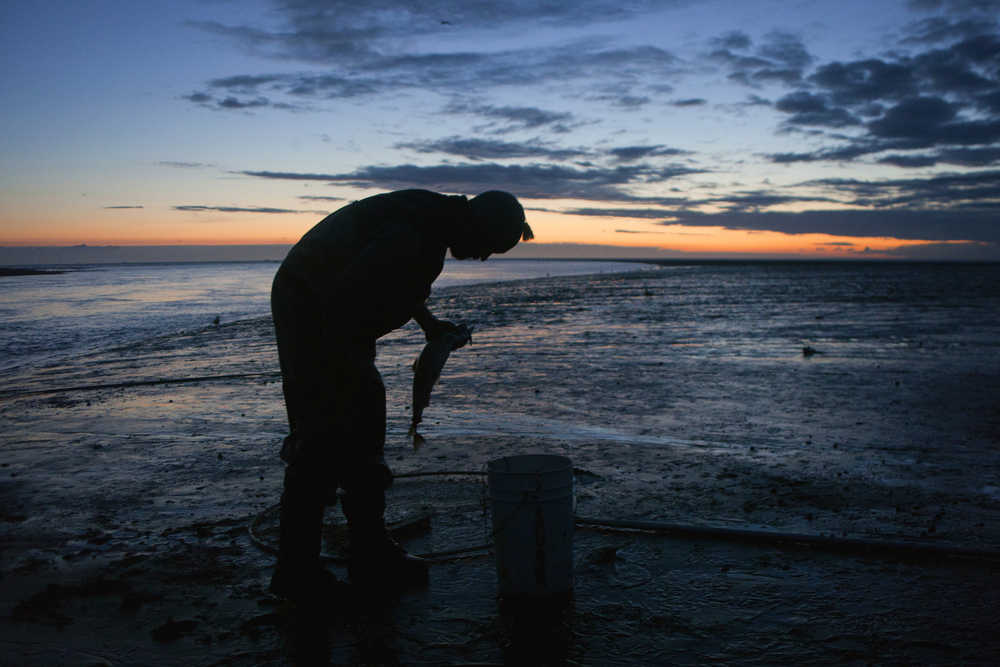 Photo by Rashah McChesney/Peninsula Clarion  Ted Stille, of Eagle River, puts a newly caught sockeye into a bucket while dipnetting at about 1:30 a.m. on Wednesday July 7, 2015 at the mouth of the Kasilof River in Kasilof, Alaska.