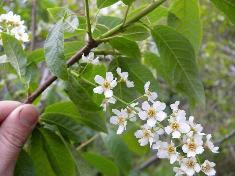 European bird cherry (Prunus padus) in blossom in a Kasilof wetland, June 1, 2015.