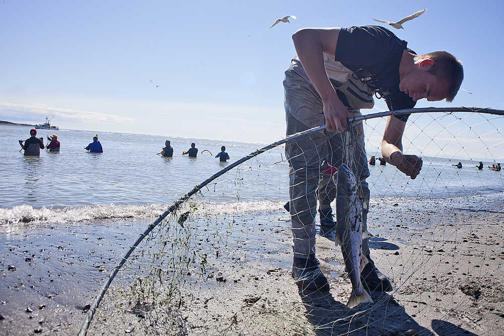 Photo by Rashah McChesney/Peninsula Clarion Matthew Dollick, of Wasilla, untangles a sockeye from his dipnet on Saturday July 11, 2015 in Kenai, Alaska. Dollick said he fished for abotu 45 minutes before catching the red, his first for the weekend.