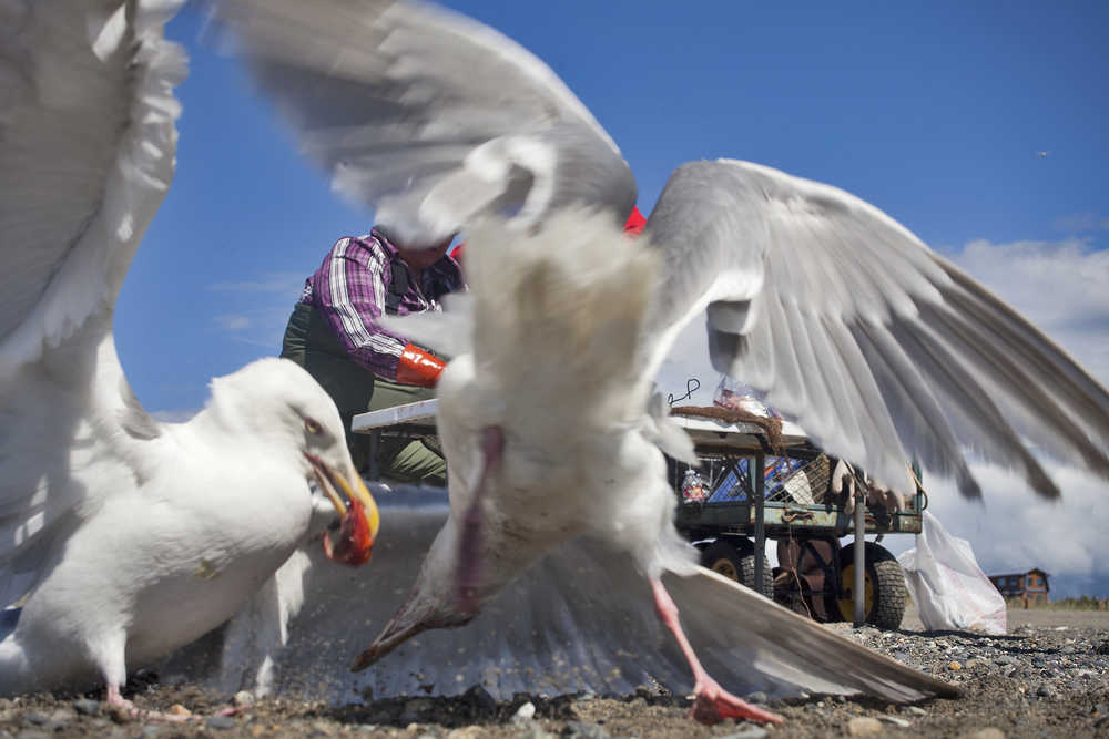 Photo by Rashah McChesney/Peninsula Clarion Two seagulls fight over a scrap of fish near a fillet table on Saturday July 11, 2015 on the north beach of the Kenai River mouth where more than 200 people gathered to dipnet.