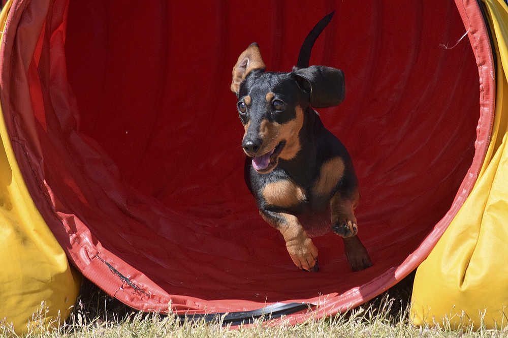 Photo by Rashah McChesney/Peninsula Clarion Blush, a miniature dachshund from Homer, runs through a standard agility course during the agility trials at the Kenai Kennel Club's annual dog show on Saturday July 11, 2015 in Soldotna, Alaska.