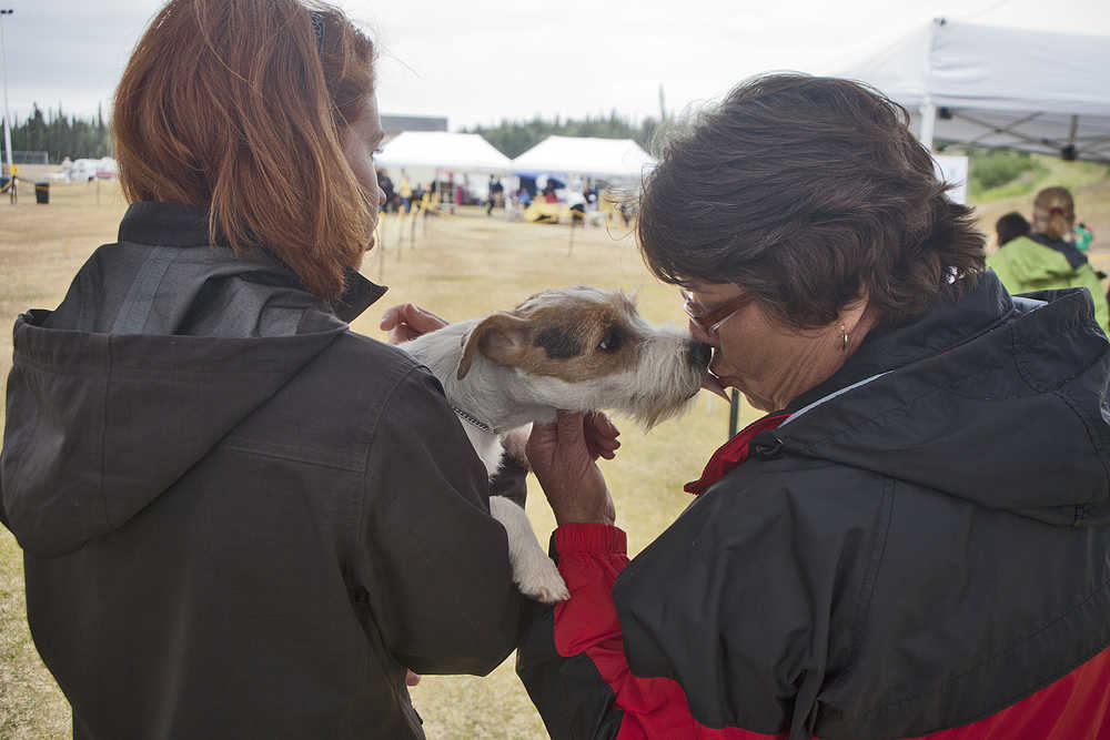 Photo by Rashah McChesney/Peninsula Clarion A Welsh Corgi talks a walk with its trainer on Saturday July 11, 2015 during the Kenai Kennel Club's annual dog show in Soldotna, Alaska.