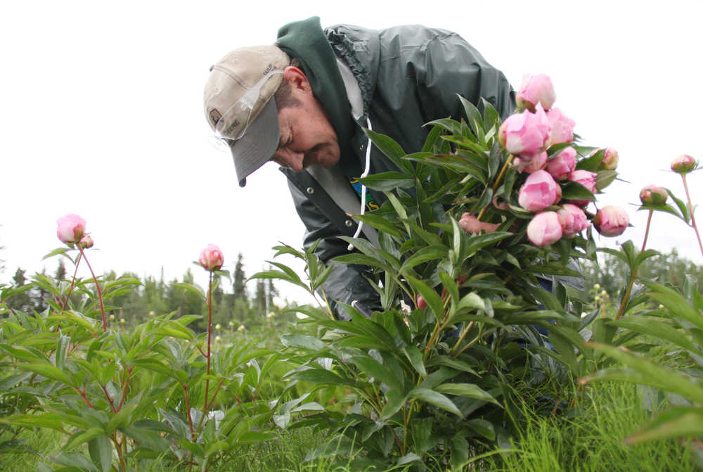 Photo by Kelly Sullivan/ Peninsula Clarion Richard Repper picks five-year-old peonies in the field at Echo Lake Peonies, the operation he runs with wife Irene Repper, Monday, July 13, 2015, in Soldotna, Alaska. Growers across the Kenai Peninsula are in the middle of the Peony harvest, Repper said.