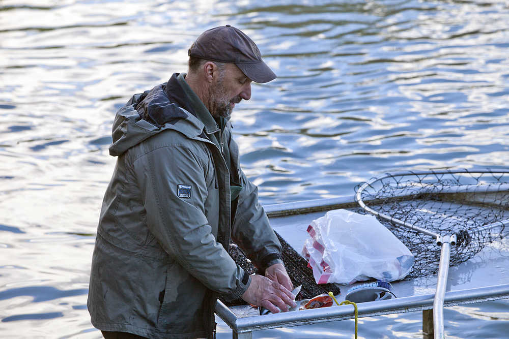 Photo by Rashah McChesney/Peninsula Clarion Brian Bowers, of Calgary, Alberta, cleans a sockeye salmon on Wednesday July 14, 2015 at the Funny River campground in Funny River, Alaska.