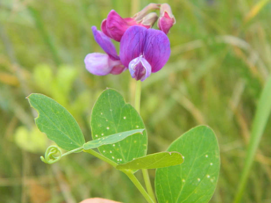 The beach pea (Lathyrus maritimus) is one of two pea species on the Kenai Peninsula. The other species is vetchling, Lathyrus palustris, and neither is known to be poisonous. Vetchling is found in wooded areas while the beach pea is found along the shore. Photo by Jenny Archis/USFWS