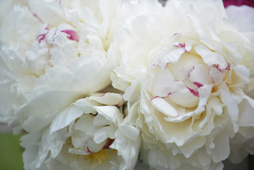 Photo by Kelly Sullivan/ Peninsula Clarion Kansas Peony buds and full blooms are ready for harvesting Friday, July 17, 2015, at Cool Cache Farms LLC., in Kenai, Alaska.