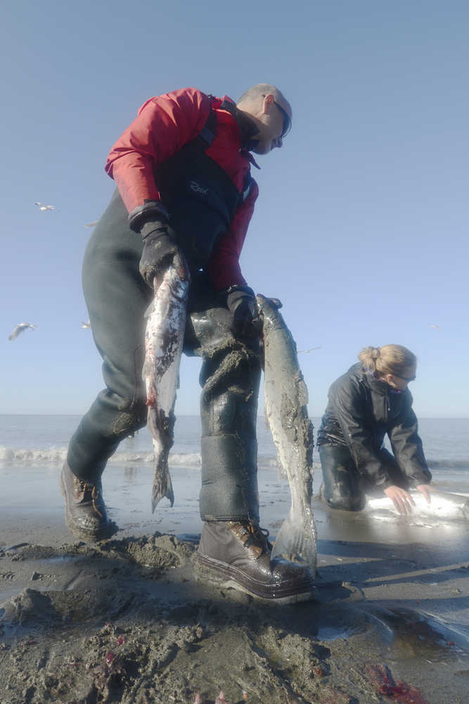 Ben Boettger/Peninsula Clarion John Collins (left) looks over a catch by Chelsee Largo (right) as he prepares to clean gutted salmon in the waters of Kenai's north beach on Sunday July 19.