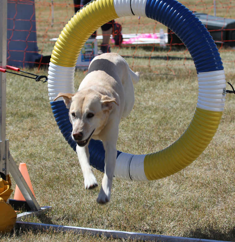 Dog Show