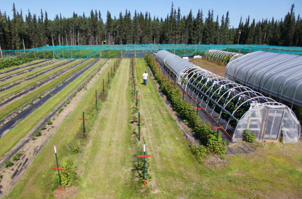 Photo by Kelly Sullivan/ Peninsula Clarion Nearly 2.5 acres are planted with nine varieties of haskap berry plants Monday, July 20, 2015, at Alaska Berries in Soldotna, Alaska.