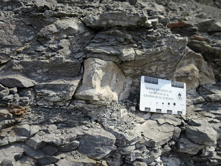 This June 2015 photo provided by the University of Alaska Museum of the North, shows a close-up view of a neck vertebra from a elasmosaur fossil exposed in the cliff in the Talkeetna Mountains in Alaska. Researchers have confirmed the discovery of a marine reptile fossil in the Talkeetna Mountains, the University of Alaska Museum of the North announced Wednesday, July 22, 2015. (Patrick Druckenmiller/University of Alaska Museum via AP)