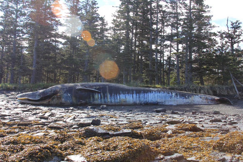 In this June 8, 2015 photo, provided by the University of Alaska Fairbanks Gulf Apex Predator Prey project, a fin whale lies dead on Kodiak Island, Alaska. Researchers may never solve the recent deaths of 18 endangered whales whose carcasses were found floating near Alaska's Kodiak Island, a scientist working on the case said Monday, July 27. (Bree Witteveen/University of Alaska Fairbanks via AP)