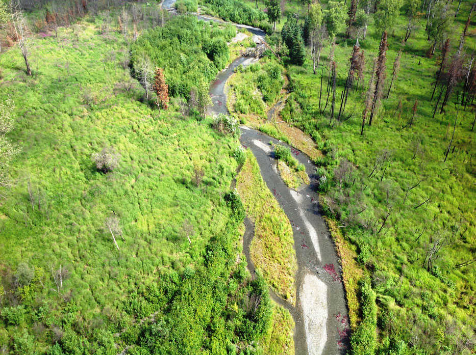 Sockeye salmon returning to Bear Creek are one of those special events in nature that occur every season in the Kenai National Wildlife Refuge. (Photo courtesy Kenai National Wildlife Refuge)