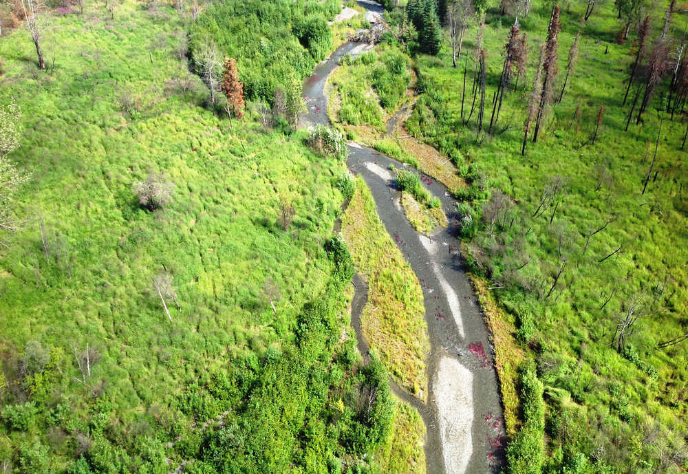Sockeye salmon returning to Bear Creek are one of those special events in nature that occur every season in the Kenai National Wildlife Refuge. (Photo courtesy Kenai National Wildlife Refuge)
