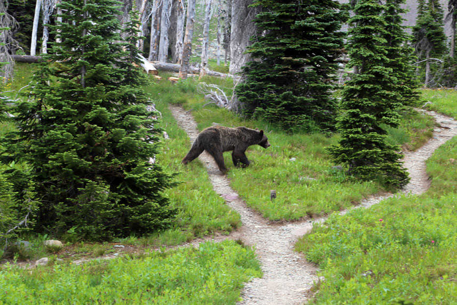 In this Aug. 3, 2014, photo, a grizzly bear walks through a back country campsite in Montana's Glacier National Park. Glacier National Park officials recommend that hikers stay in groups on all of the Glacier trails and make noise in grizzly country. (Doug Kelley/The Spokesman-Review via AP) COEUR D'ALENE PRESS OUT; MANDATORY CREDIT