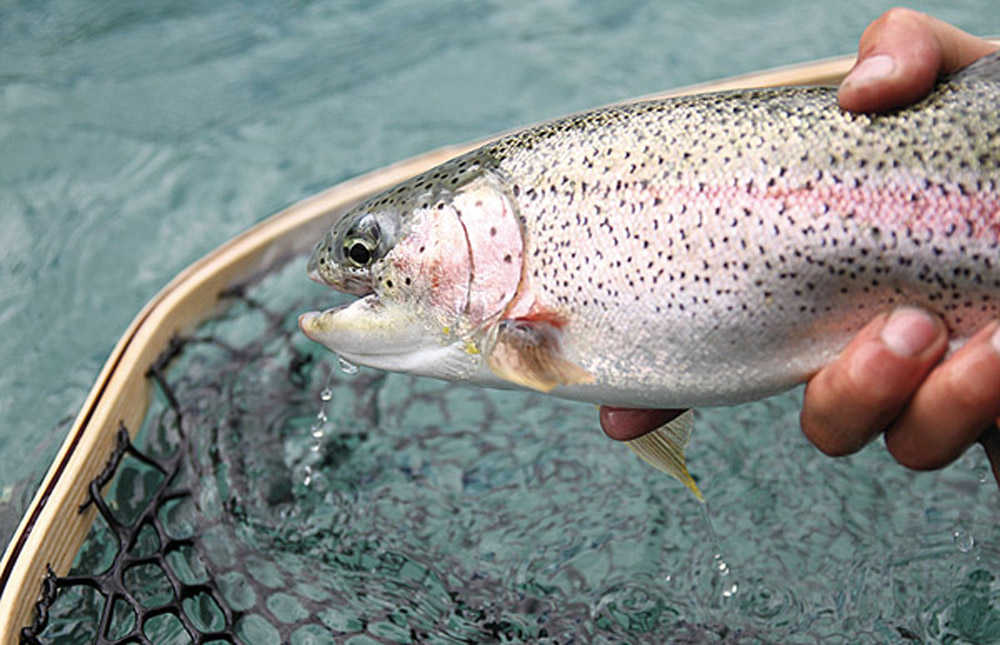 Clarion file photo In this 2012 file photo, an angler pulls a trout from the Kenai River for a photo. Rainbow trout are one of the many species included in the Alaska Department of Fish and Game's state conservation plan. Birds and fish dominated the list of priority species.