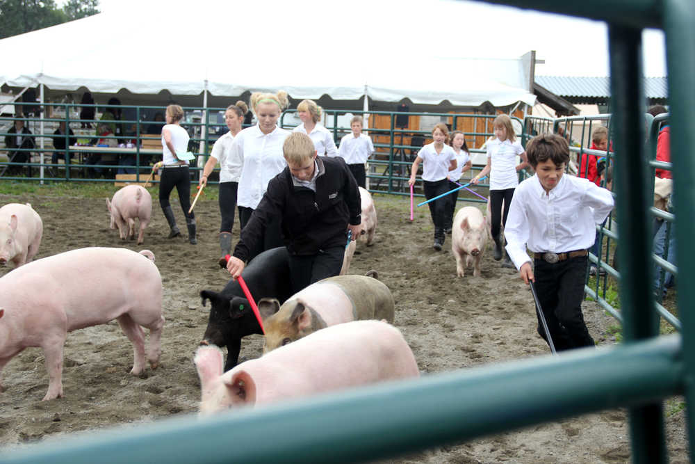 4-H club members guide their pigs around the barnyard during hog confirmation judging at the Kenai Peninsula State Fair in Ninilchik, Alaska, Friday Aug. 16, 2013. Peninsula Clarion file photo