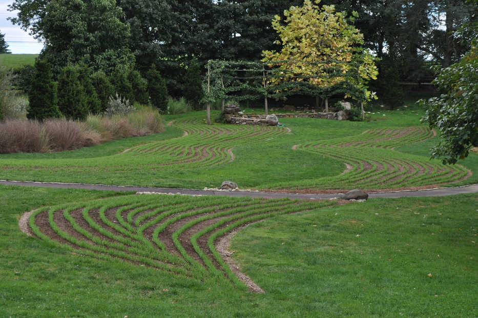 This undated photo shows a cover crop that is ornamental even as it improves the soil in flower beds at Chanticleer Gardens in Wayne, Pa. (Lee Reich via AP)