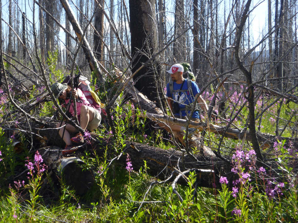 ADVANCE FOR WEEKEND EDTIONS, AUG. 15-16 - In this photo taken July 29, 2015, backpackers Samantha Journot and Luke Bakken of the Spokane Mountaineers climb or crawl through tangles of timber along the Boundary Trail in the Pasayten River drainage  north of Winthrop, Wash. The area was ravaged by a wildfire in 2006. (Rich Landers/The Spokesman-Review via AP) COEUR D'ALENE PRESS OUT; MANDATORY CREDIT