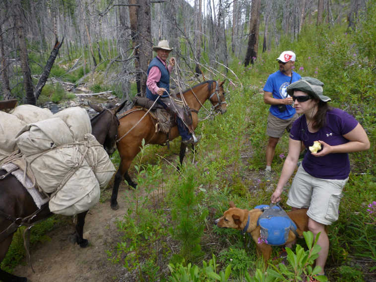 ADVANCE FOR WEEKEND EDTIONS, AUG. 15-16 - In this photo taken July 25, 2015, a packer leads his string of horses and mules past Spokane Mountaineers hiking up Chewuch River Trail 510 into the Pasayten Wilderness north of Winthrop, Wash. (Rich Landers/The Spokesman-Review via AP) COEUR D'ALENE PRESS OUT; MANDATORY CREDIT