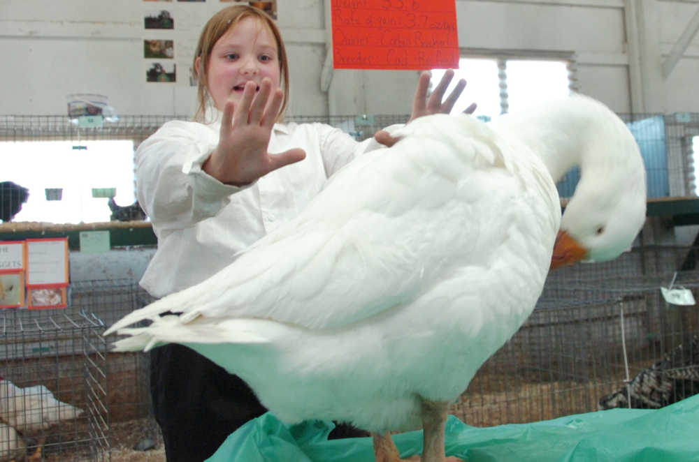 Ben Boettger/Peninsula Clarion 4H member Ella Rankin practices displaying her goose Mister for judging in the poultry barn of the Ninilchik Fairgrounds during the Kenai Peninsula Fair on Friday, August 21. Although poultry showing makes her nervous, Rankin said she also enjoys the excitement. "It's like a freaky Christmas," she said.
