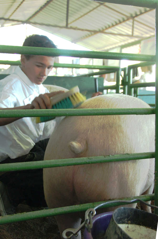 Ben Boettger/Peninsula Clarion 4H member Skyler Shadle brushes his pig in preparation for a showing during the Kenai Peninsula State Fair at the Ninilchik Fair Ground on Friday, August 22.
