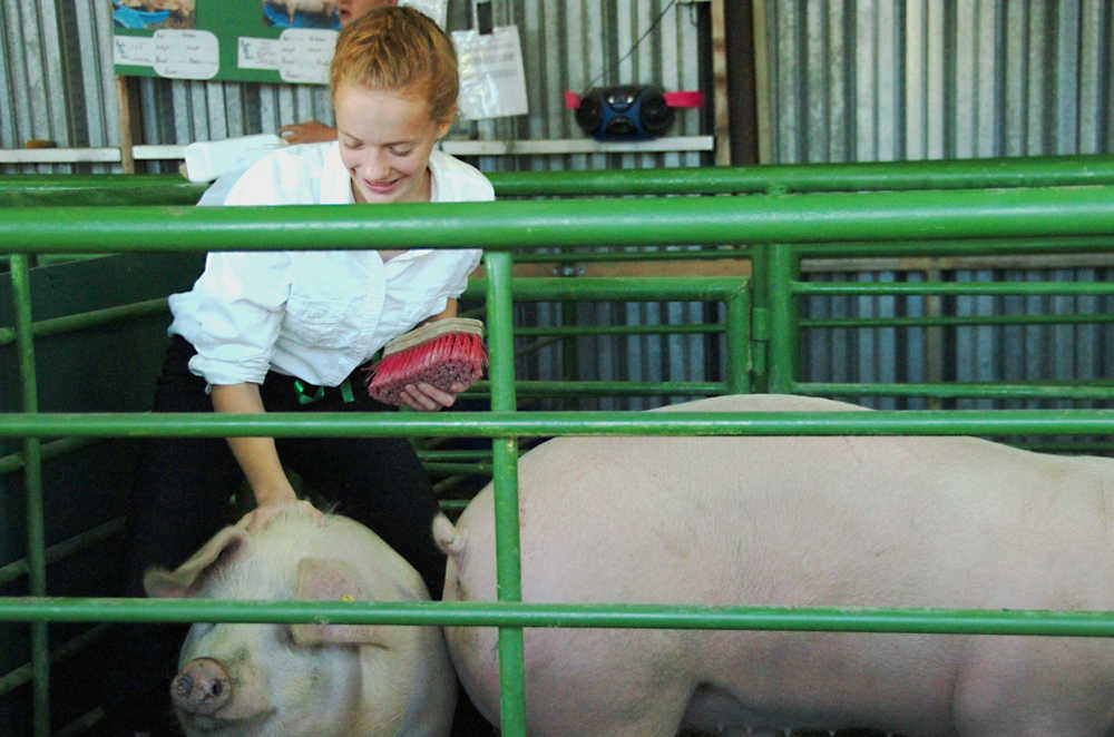 Ben Boettger/Peninsula Clarion 4H member Bailey Epperheimer brushes her pigs in preparation for a showing during the Kenai Peninsula State Fair at the Ninilchik Fairgrounds on Friday, August 21.