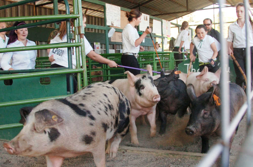 Ben Boettger/Peininsula Clarion A group of hogs enters the arena, followed by their handlers, for a livestock judging during the Kenai Peninsula State Fair at the Ninilchik Fairgrounds on Friday, August 21.