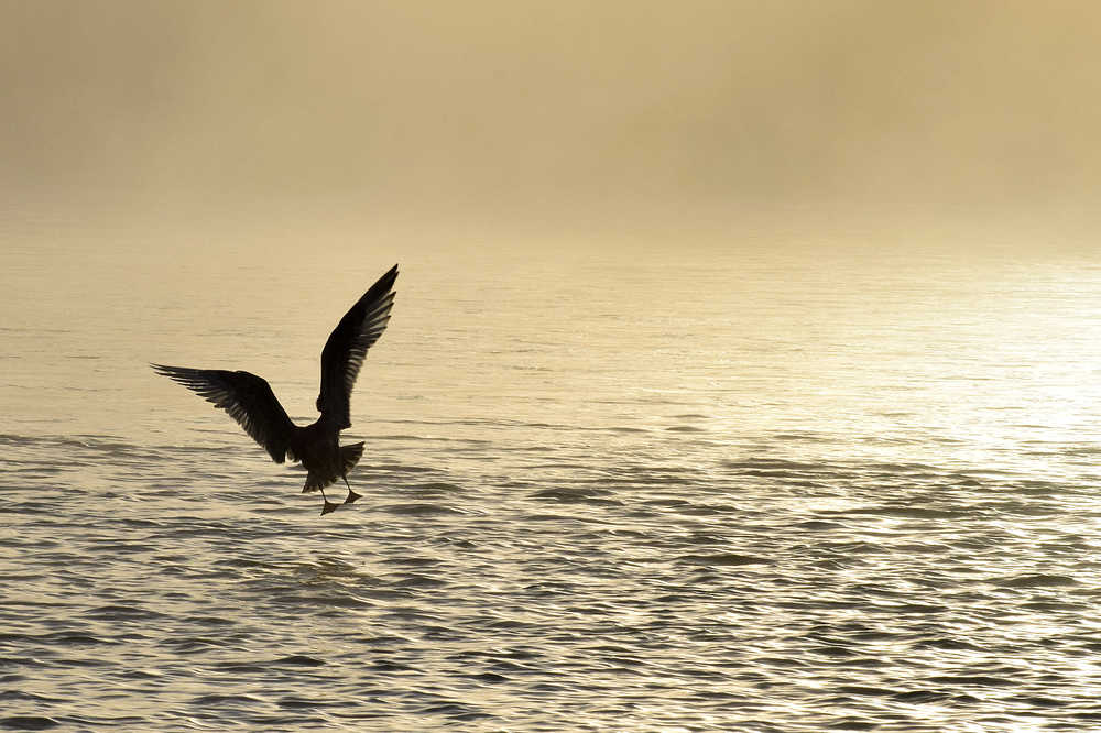 Photo by Rashah McChesney/Peninsula Clarion  A seagull lands on the Kenai River near the Pillars Boat Launch on Monday August 24, 2015 near Kenai, Alaska.