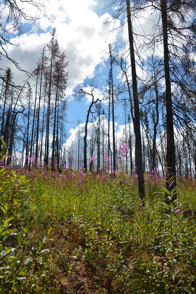 Fireweed and shrubs regenerate among weakened trees one year after a fire. Kenai National Wildlife Refuge photo