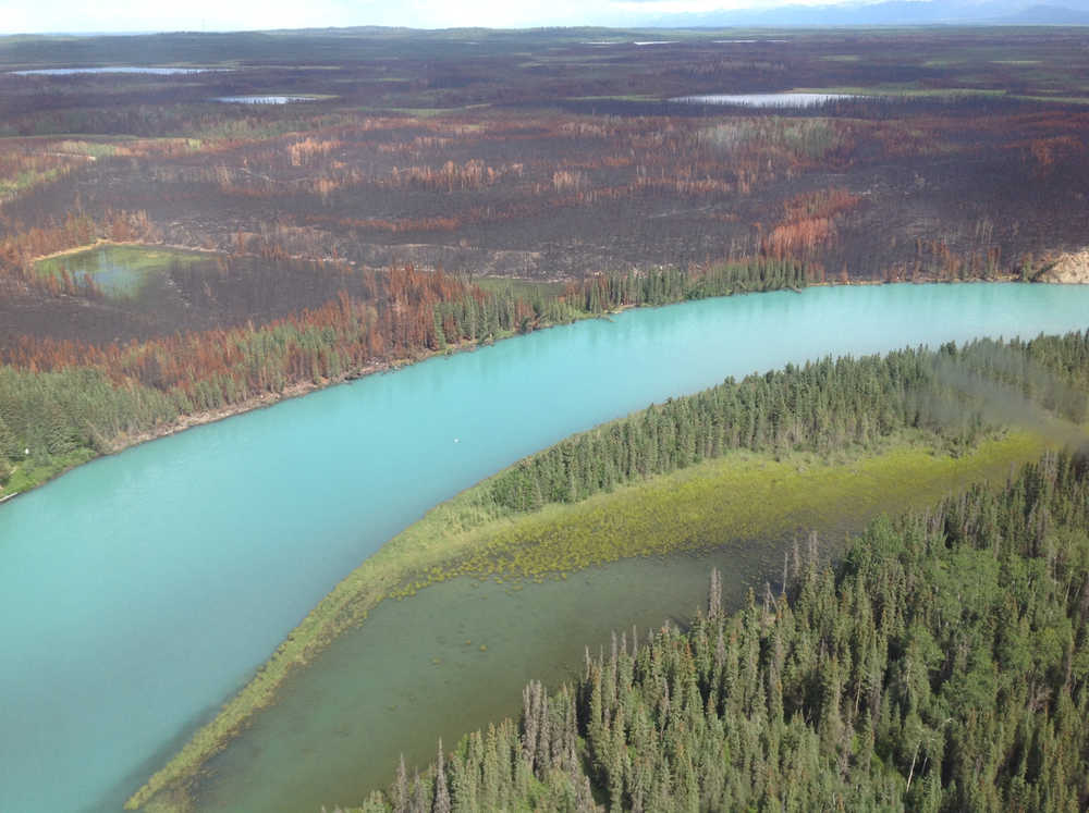 The aftermath of this year's Card Street fire where it burned along the Kenai River. Kenai National Wildlife Refuge photo