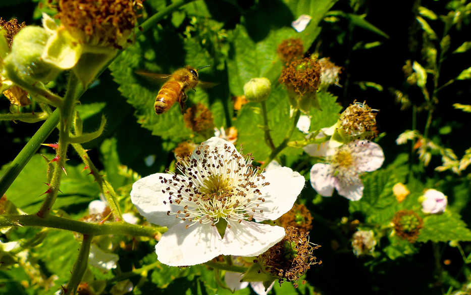 This June 10, 2015 photo shows a honeybee about to descend on a blackberry blossom growing near Langley, Wash. Hundreds of flowers, shrubs, trees and vines can be used to sustain pollinators. Take a walk around the neighborhood to determine which blooms are the most popular with bees and butterflies and then add similar varieties to your yard. (Dean Fosdick via AP)