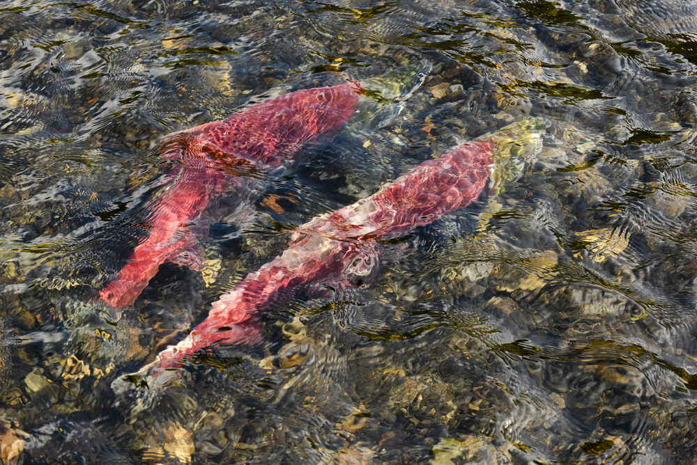 Photo by Rashah McChesney/Peninsula Clarion  Two red salmon spawn in the Russian River near the weir on Thursday August 27, 2015 in Cooper Landing, Alaska. As of Wednesday, more than 42,400 sockeye salmon were counted passing the weir during the late run.