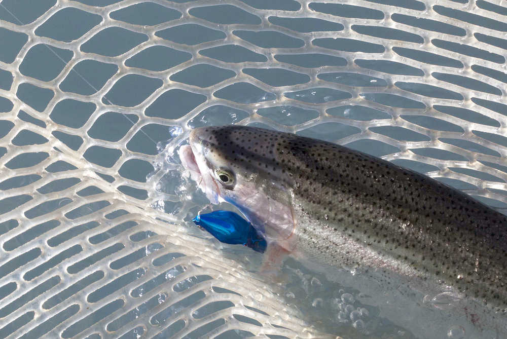 Photo by Rashah McChesney/Peninsula Clarion   In this October 19, 2014 file photo a trout is hauled in after being caught on a hot shot plug on the Kenai River just below Skilak Lake.