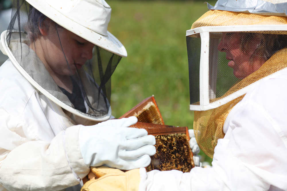Photo by Kelly Sullivan/ Peninsula Clarion Jeremy Souders helps his mother Sarah Souders switch hive frames Thursday, August 6, 2015, in Kenai, Alaska.