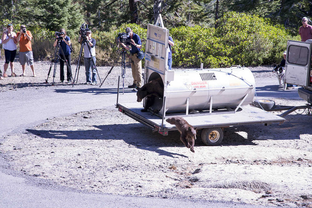 Reno news crews watch in the mountains above Lake Tahoe on Wednesday, Sept. 2, 2015, as Nevada Department of Wildlife officials release a mother bear and cub trapped the day before on the lake's north shore near Crystal Bay, Nev. The vast majority of problem bears trapped at Tahoe are returned to the wild, but repeat offenders are euthanized when they lose their fear of humans. (Jack Kreamer, Nevada Department of Wildlife)