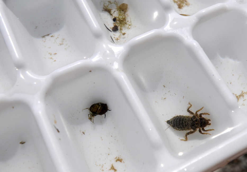 ADVANCE FOR WEEKEND EDITIONS, SEPT. 5-6 - In this photo taken Thursday, Aug. 27, 2015, a dragonfly nymph was one of the macroinvertebrates collected during the Institute for Applied Ecology Willamette River trip near Corvallis, Ore. . (Andy Cripe/The Corvallis Gazette-Times via AP) MANDATORY CREDIT