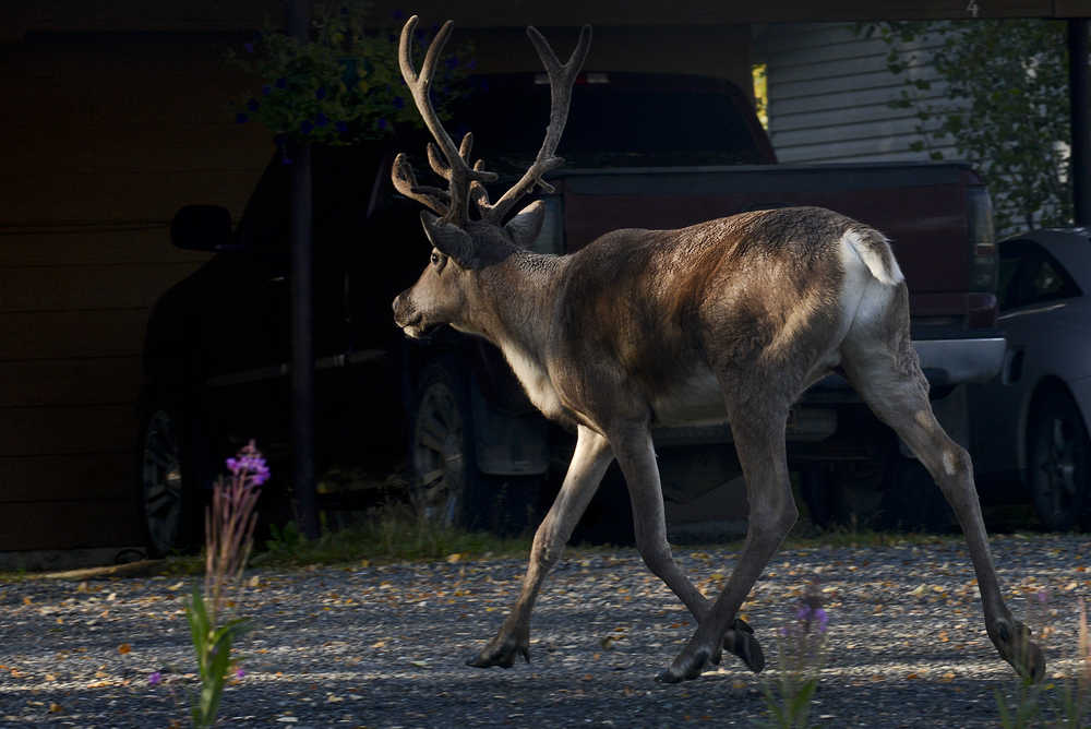 Photo by Rashah McChesney/Peninsula Clarion  A caribou runs through neighborhood near Binkley Street on Thursday Sept. 10, 2015 in Soldotna, Alaska.