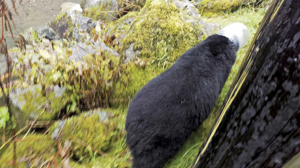 In this photo taken Sept. 15, 2015, a black bear wanders downtown with a plastic, opaque jug stuck on its head in Juneau, Alaska. The bear was freed from its faux helmet and relocated outside of Juneau. A biologist for Alaska Department of Fish and Game, confirmed she tranquilized the male bear before removing the jug. (Steve Bean/The Juneau Empire via AP) MANDATORY CREDIT