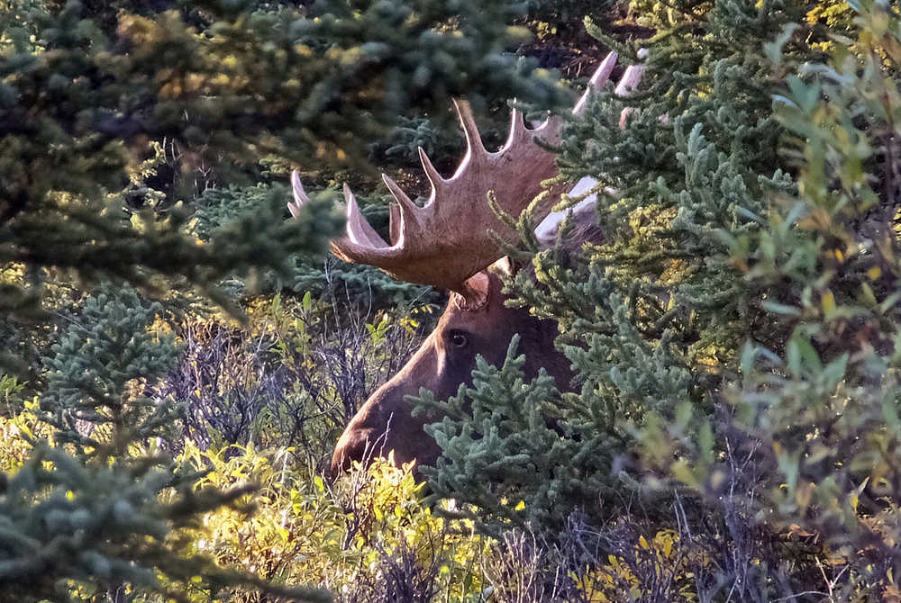 A moose is seen amid vegetation, Tuesday, Sept. 1, 2015, in Denali National Park and Preserve, Alaska. The summer travel season is winding down at Denali National Park and Preserve, a time of year that sees the vast majority of visitors to this largely wild place. (AP Photo/Becky Bohrer)