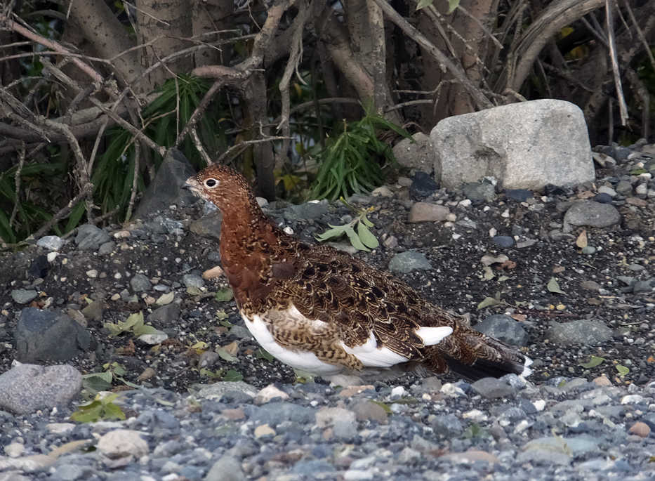 A ptarmigan stands near the park road, Wednesday, Sept. 2, 2015, in Denali National Park and Preserve, Alaska. The park is an adventurer's paradise with few marked trails, inviting backcountry exploration. (AP Photo/Becky Bohrer)