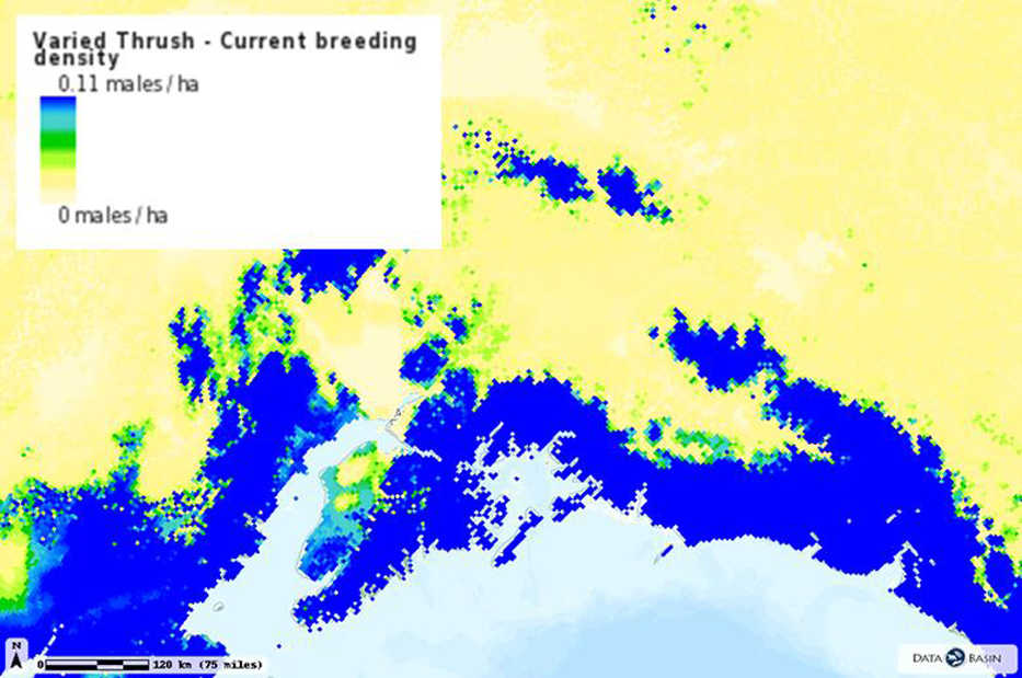 Densities of Varied Thrush males singing in the breeding season in south-central Alaska. Map part of the Boreal Avian Modelling Project with data hosted on DataBasin (www.databasin.org)