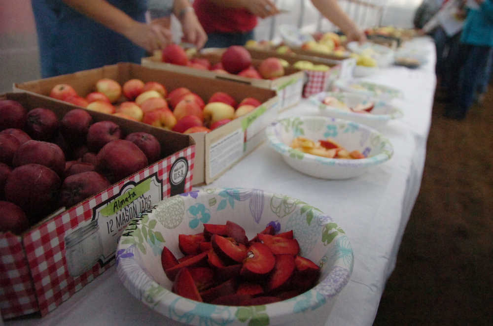 Photo by Megan Pacer/Peninsula Clarion Several varieties of locally grown apples are prepared for tasters on Sunday, Sept. 20, 2015 for an apple tasting event at O'Brien Garden and Trees in Nikiski, Alaska.