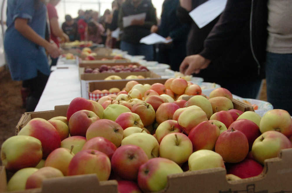 Photo by Megan Pacer/Peninsula Clarion Eager apple samplers file past several varieties and score them during an apple tasting on Sunday, Sept. 20, 2015, at O'Brien Garden and Trees in Nikiski, Alaska.