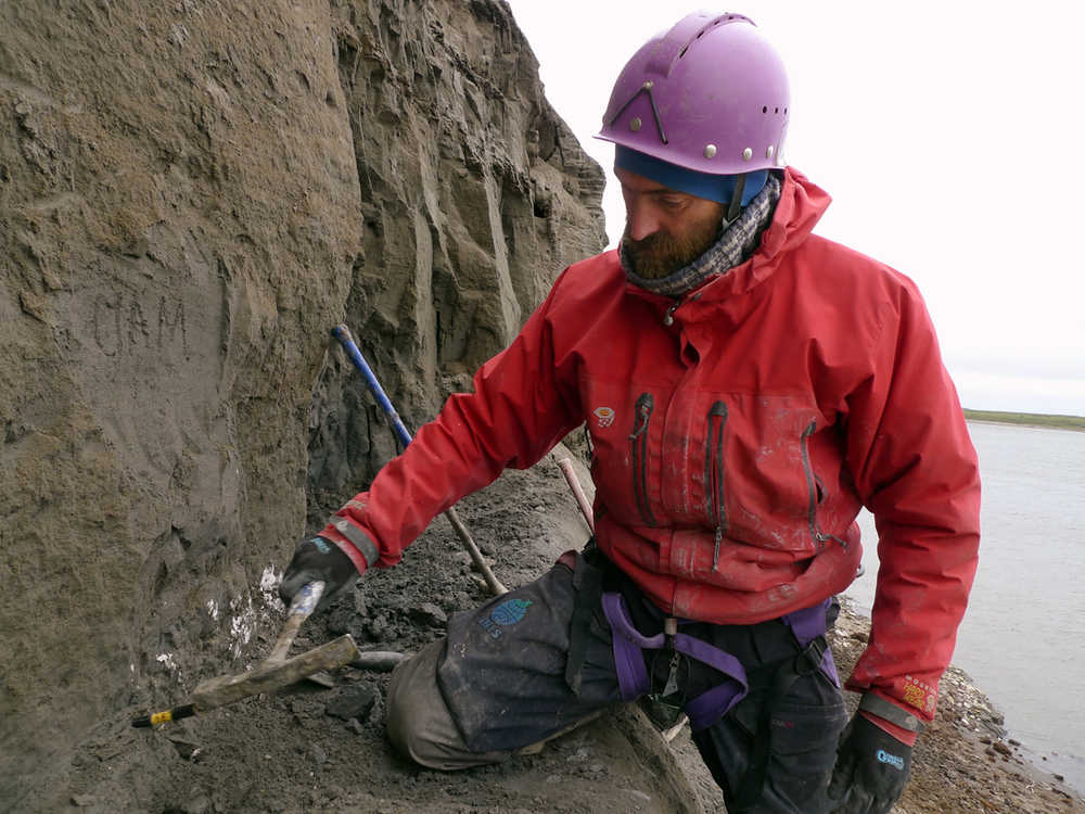 In this 2013 photo released by the University of Alaska Museum of the North earth sciences curator Pat Druckenmiller digs for dinosaur bones along the Colville River near Nuiqsut, Alaska. Researchers at the University of Alaska Fairbanks have found a third distinct dinosaur species documented on Alaska's oil-rich North Slope. The new species is a type of hadrosaur, a duck-billed plant-eater. (Greg Erickson/UA Museum of the North via AP)