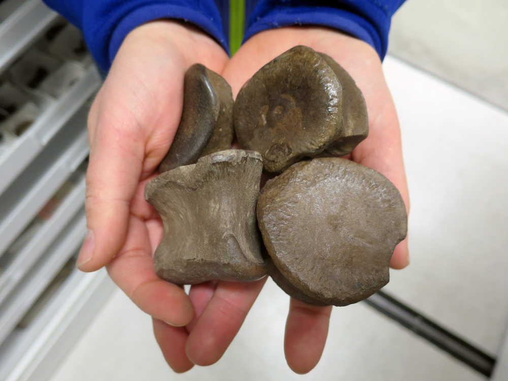 In this 2015 photo released by the University of Alaska Museum of the North, a handful of dinosaur bones are seen after they were discovered at the Liscomb Bonebed on the Colville River, near Nuiqsut , Alaska. Researchers at the University of Alaska Fairbanks have found a third distinct dinosaur species documented on Alaska's oil-rich North Slope. The new species is a type of hadrosaur, a duck-billed plant-eater. (Pat Druckenmiller/UA Museum of the North via AP)