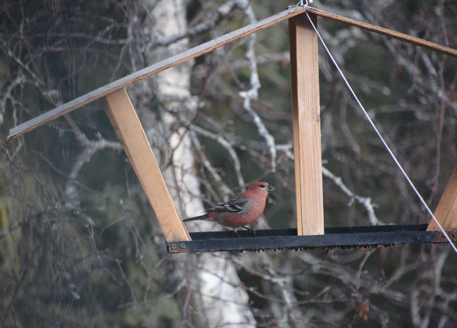 A platform feeder with a high roof can attract Pine Grosbeaks, as well as woodpeckers and White-winged Crossbills, to your backyard this winter. (Photo courtesy Todd Eskelin)