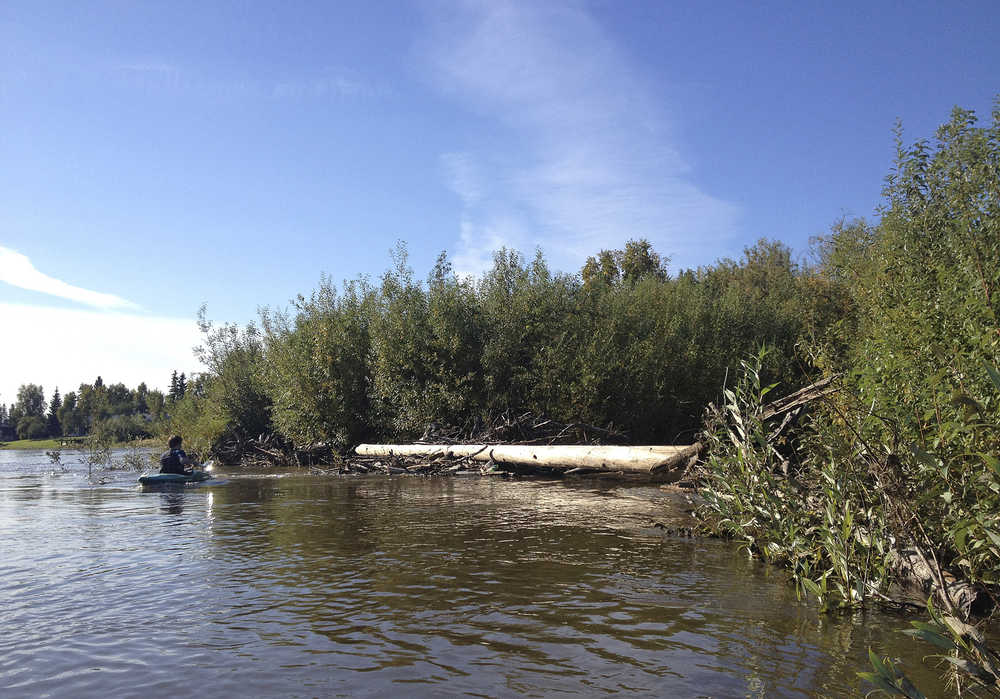 ADVANCE FOR SATURDAY SEPT. 19, 2015 AND THEREAFTER  In this photo taken Sept. 2, 2015, a fallen tree blocks the main entrance of Noyes Slough to a kayaker in Fairbanks, Alaska. Noyes Slough provides a behind-the-scenes tour of urban Fairbanks, complete with passage under nine bridges, glimpses into backyards and the occasional smell of sewage. It's not for everyone, but recommended for anyone who enjoys seeing the city from a different angle and is willing to tolerate the contamination that comes with navigating a semi-stagnant urban channel. (Sam Friedman/Fairbanks Daily News-Miner via AP)